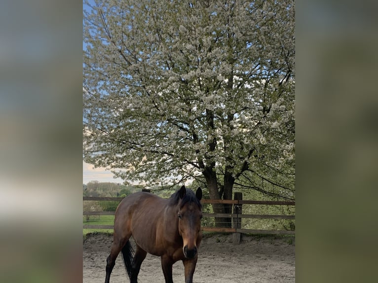 Englisches Vollblut Wallach 18 Jahre 159 cm Brauner in Düsseldorf