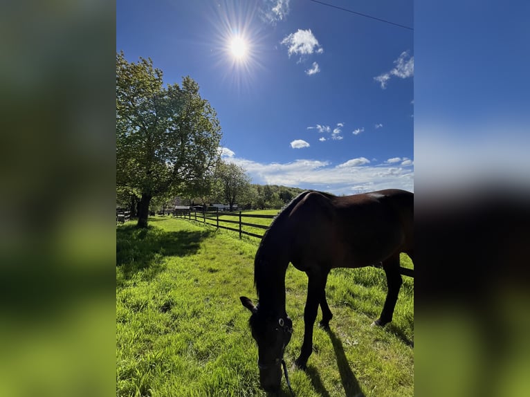 Englisches Vollblut Wallach 18 Jahre 159 cm Brauner in Düsseldorf