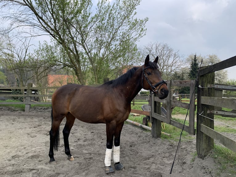 Englisches Vollblut Wallach 18 Jahre 159 cm Brauner in Düsseldorf