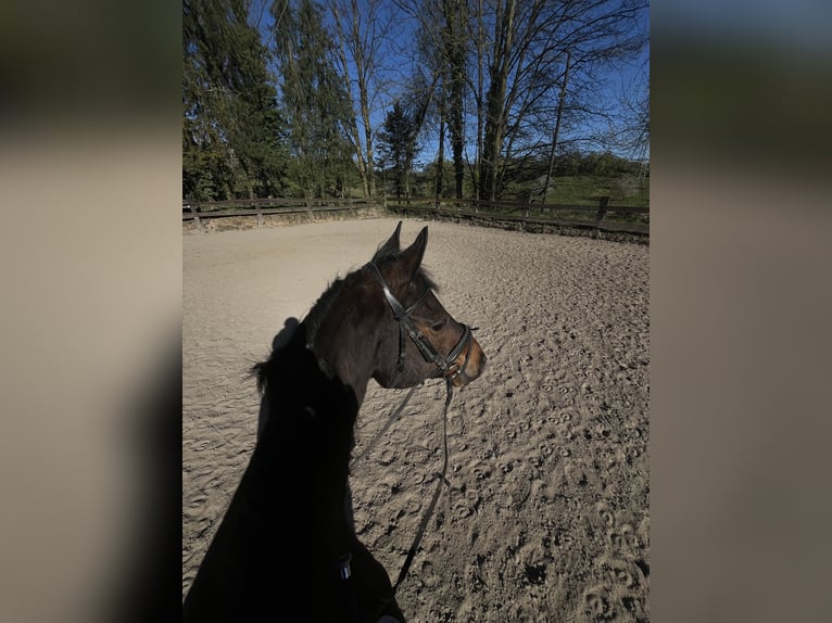 Englisches Vollblut Wallach 18 Jahre 159 cm Brauner in Düsseldorf
