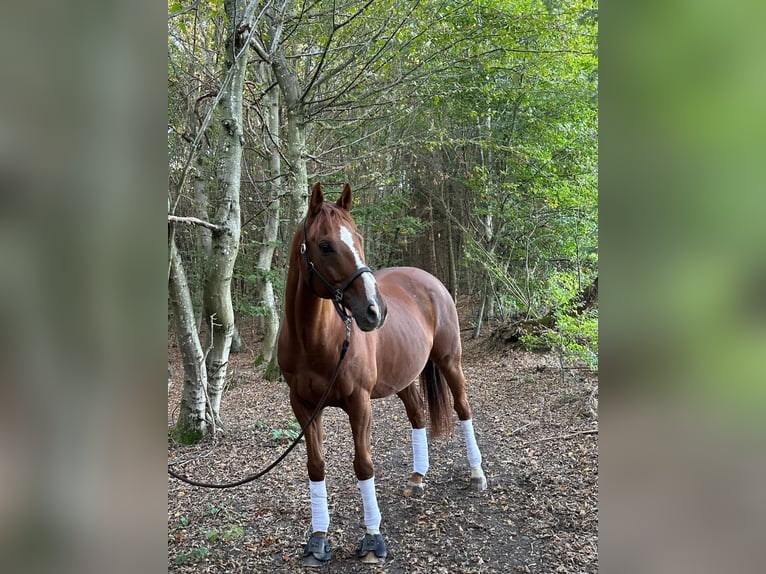 Englisches Vollblut Wallach 18 Jahre 160 cm Fuchs in Karlskron