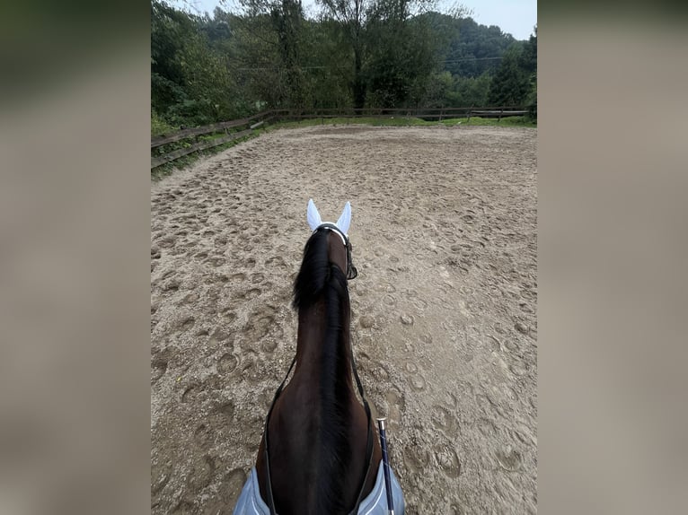 Englisches Vollblut Wallach 18 Jahre 170 cm Brauner in Düsseldorf