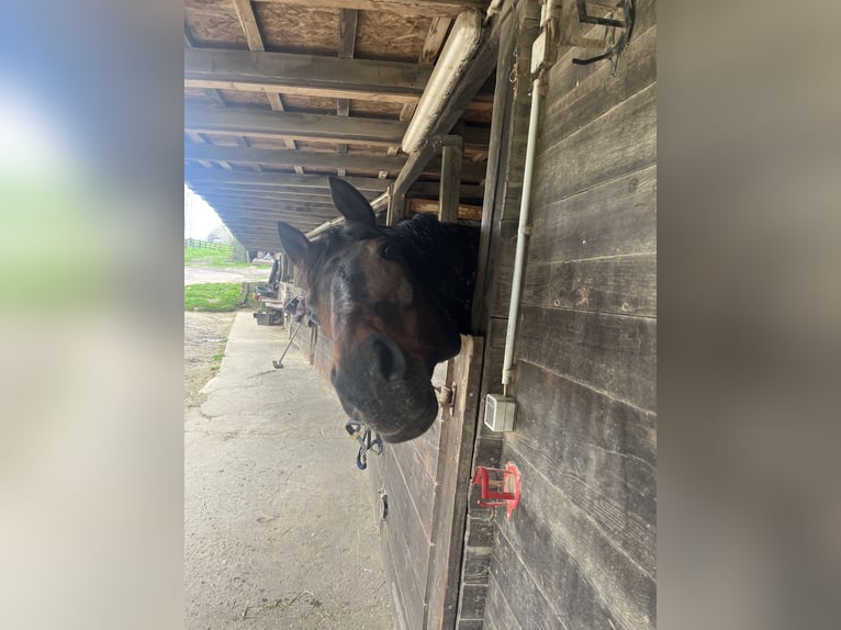 Englisches Vollblut Wallach 18 Jahre 170 cm Brauner in Düsseldorf