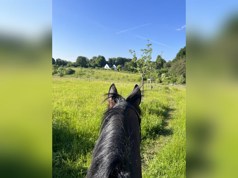 Englisches Vollblut Wallach 18 Jahre 170 cm Brauner in Düsseldorf