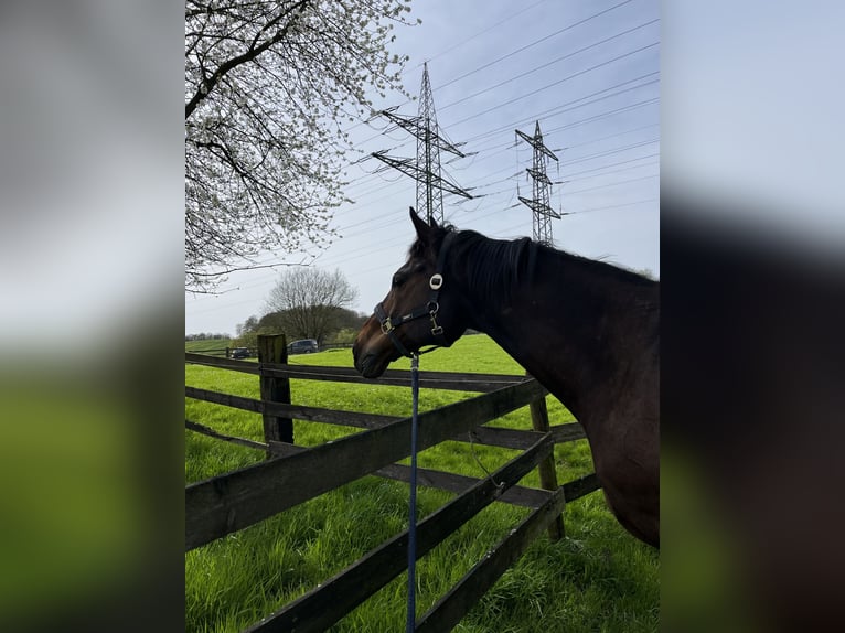 Englisches Vollblut Wallach 18 Jahre 170 cm Brauner in Düsseldorf