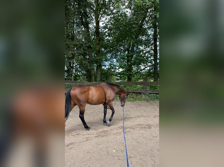 Englisches Vollblut Wallach 18 Jahre 170 cm Brauner in Düsseldorf