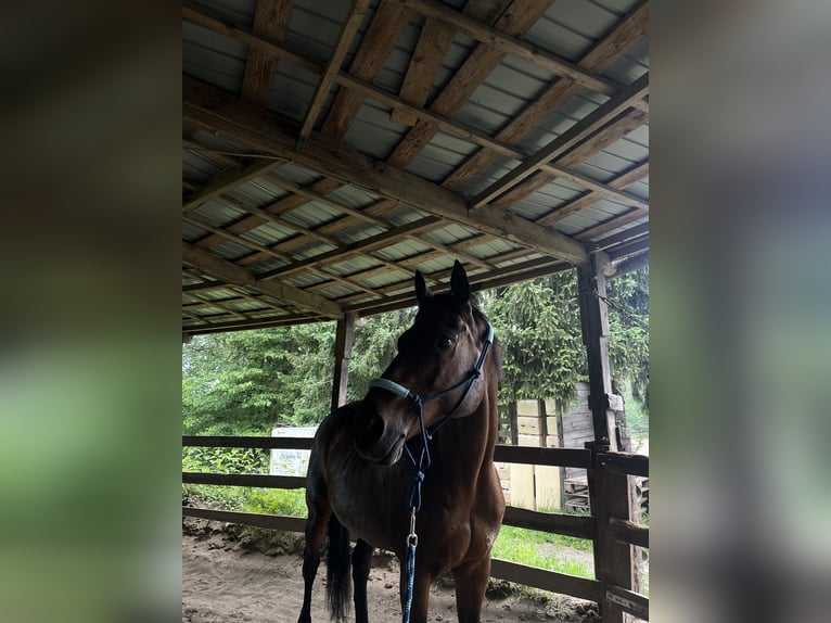 Englisches Vollblut Wallach 18 Jahre 170 cm Brauner in Düsseldorf