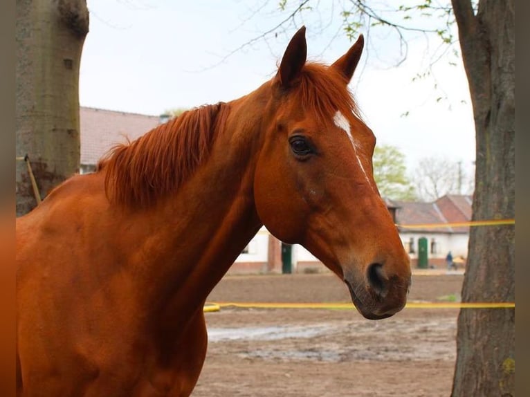 Englisches Vollblut Wallach 18 Jahre 170 cm Fuchs in Hannover
