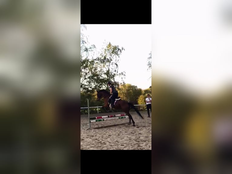 Englisches Vollblut Wallach 19 Jahre 158 cm Brauner in Werther