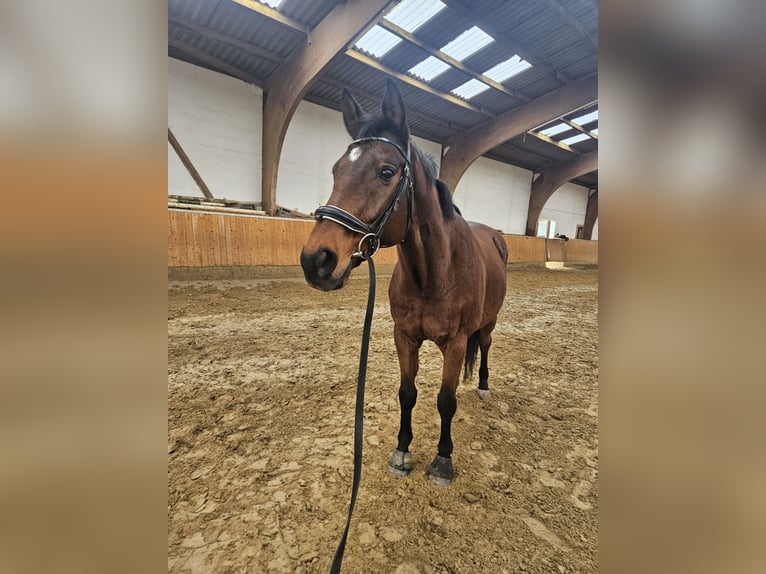 Englisches Vollblut Wallach 19 Jahre 158 cm Brauner in Werther