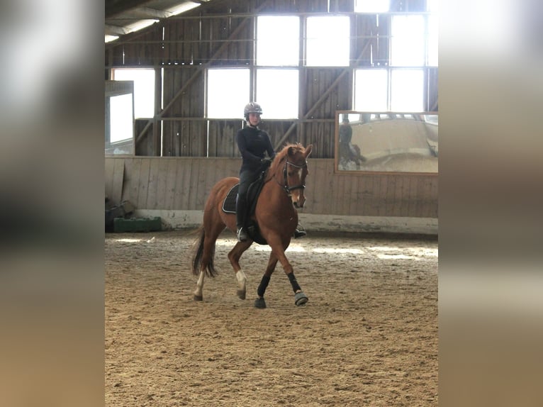 Englisches Vollblut Wallach 20 Jahre 153 cm Fuchs in Velden