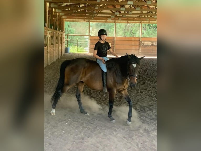 Englisches Vollblut Wallach 20 Jahre 163 cm Rotbrauner in Shelton, WA