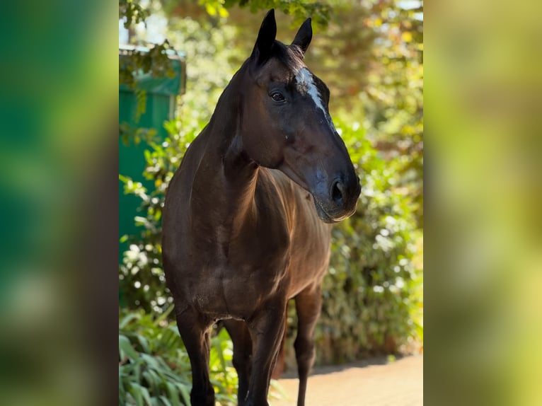 Englisches Vollblut Wallach 20 Jahre 173 cm Rappe in Neuenburg am Rhein