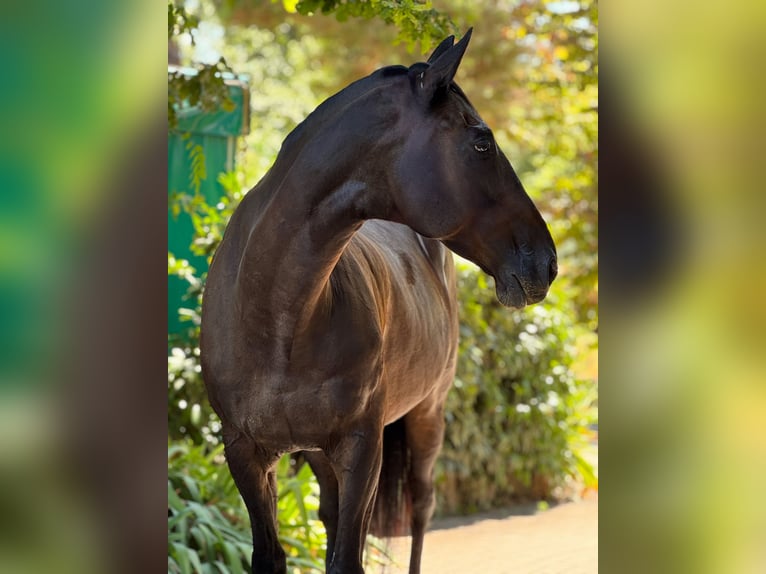 Englisches Vollblut Wallach 20 Jahre 173 cm Rappe in Neuenburg am Rhein