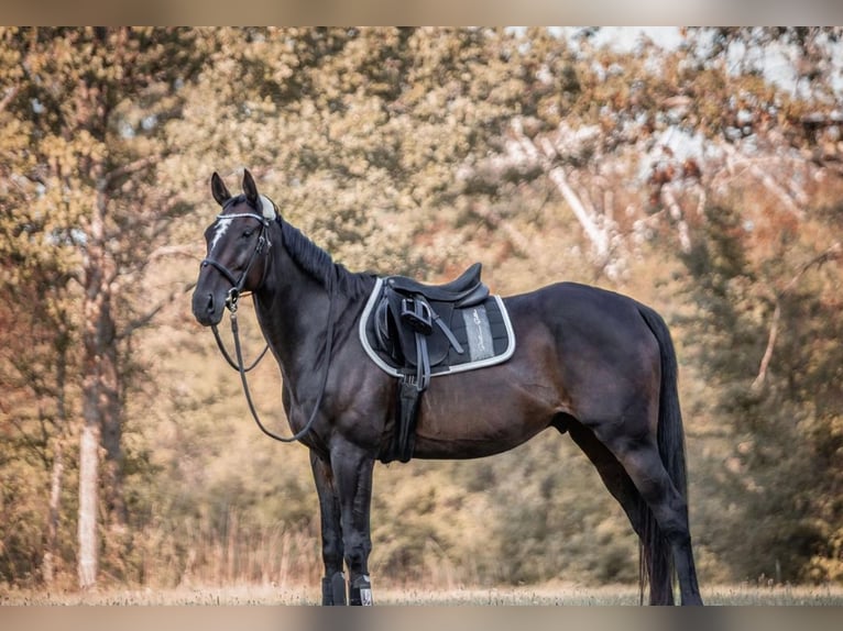 Englisches Vollblut Wallach 20 Jahre 173 cm Rappe in Neuenburg am Rhein