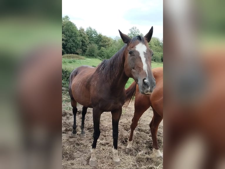 Englisches Vollblut Wallach 22 Jahre 165 cm Schwarzbrauner in Coulommiers