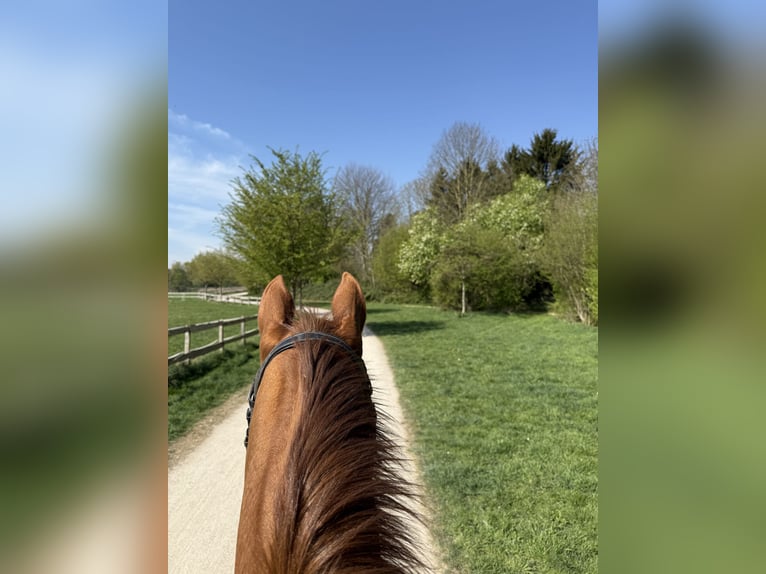 Englisches Vollblut Mix Wallach 23 Jahre 162 cm Fuchs in Wermelskirchen
