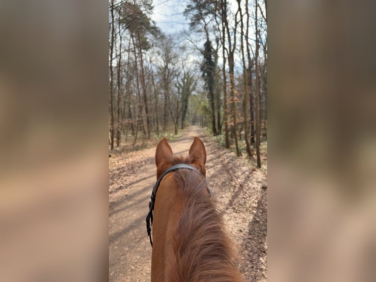 Englisches Vollblut Mix Wallach 23 Jahre 162 cm Fuchs in Wermelskirchen