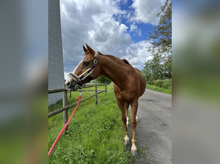 Englisches Vollblut Mix Wallach 23 Jahre 162 cm Fuchs in Wermelskirchen