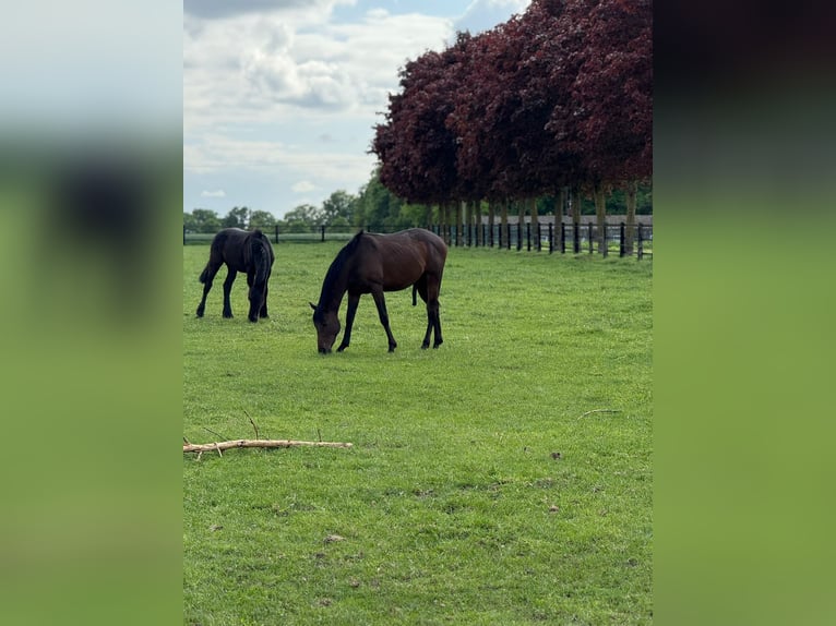 Englisches Vollblut Wallach 2 Jahre 150 cm Brauner in Lüdinghausen
