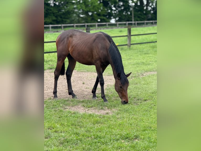 Englisches Vollblut Wallach 2 Jahre 150 cm Brauner in Lüdinghausen