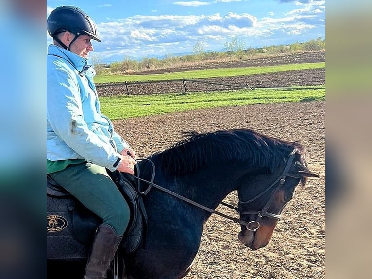 Englisches Vollblut Wallach 3 Jahre 159 cm in Lunga