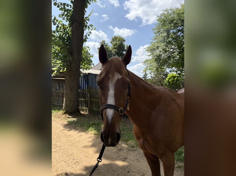 Englisches Vollblut Wallach 3 Jahre 160 cm Fuchs in KrefeldKrefeld