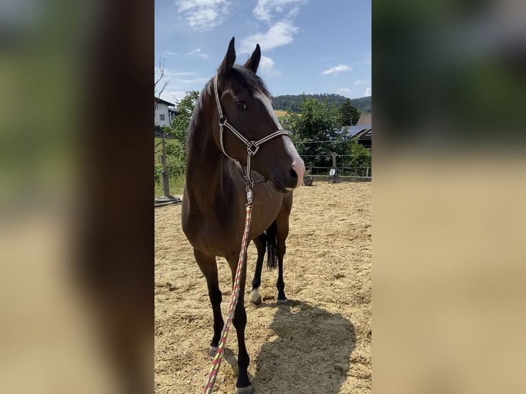 Englisches Vollblut Wallach 3 Jahre 163 cm Brauner in Lengnau