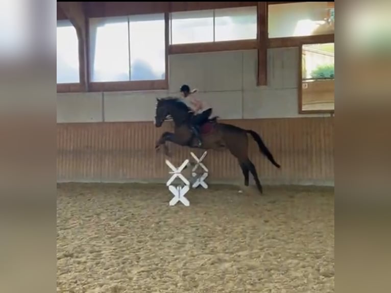 Englisches Vollblut Wallach 3 Jahre 163 cm Brauner in Lengnau