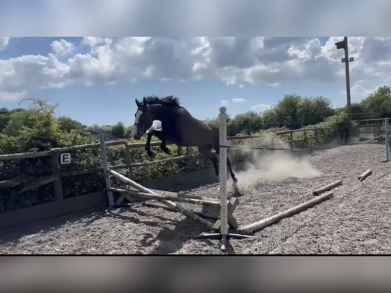 Englisches Vollblut Wallach 3 Jahre 163 cm Brauner in Lengnau