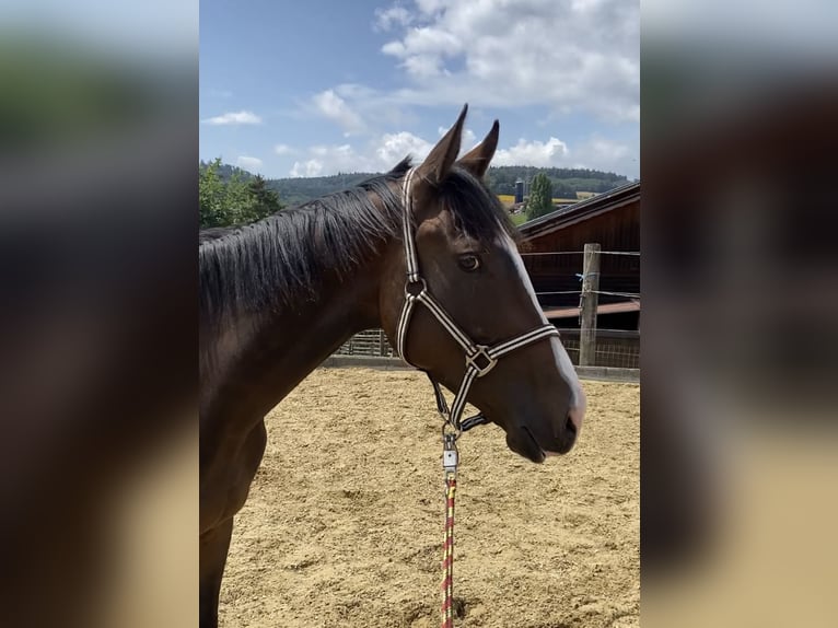 Englisches Vollblut Wallach 3 Jahre 163 cm Brauner in Lengnau