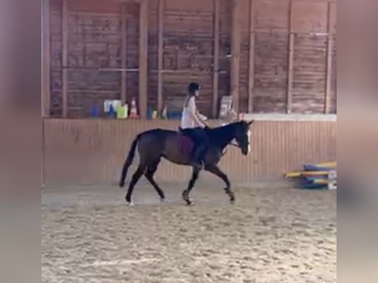 Englisches Vollblut Wallach 3 Jahre 163 cm Brauner in Lengnau