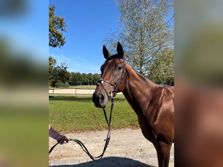 Englisches Vollblut Wallach 3 Jahre 165 cm Brauner in München