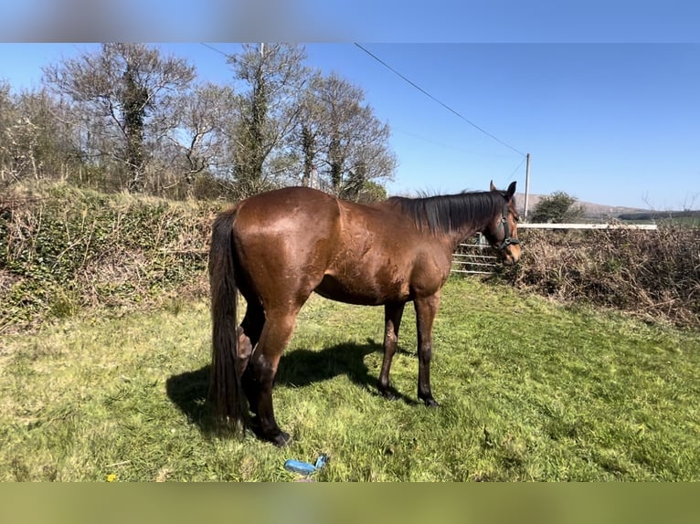 Englisches Vollblut Wallach 3 Jahre 165 cm Rotbrauner in Cork