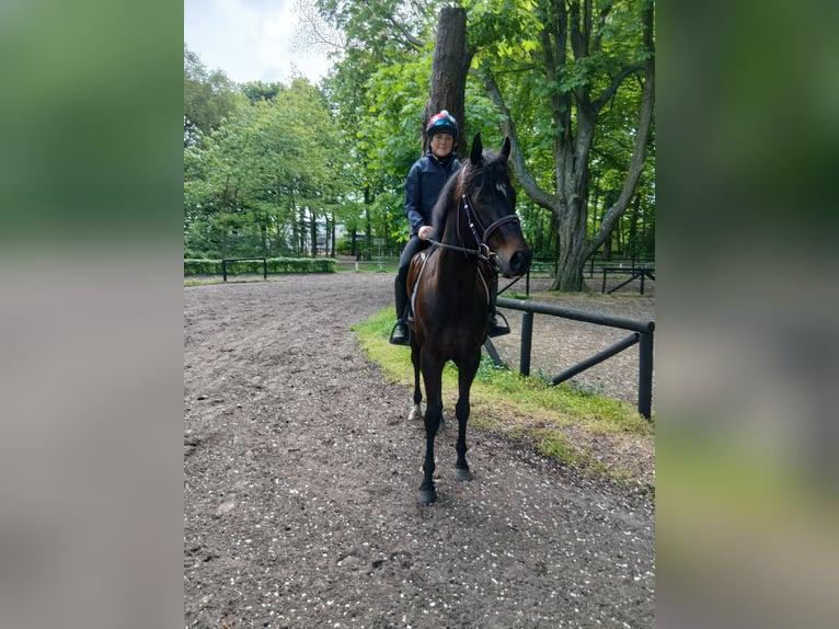 Englisches Vollblut Wallach 3 Jahre 165 cm Schwarzbrauner in Wassenaar