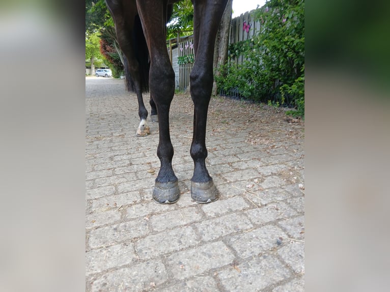 Englisches Vollblut Wallach 3 Jahre 165 cm  in Wassenaar