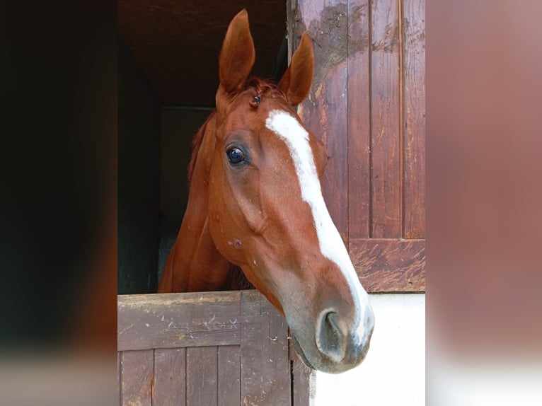 Englisches Vollblut Wallach 3 Jahre 167 cm Fuchs in Neuss