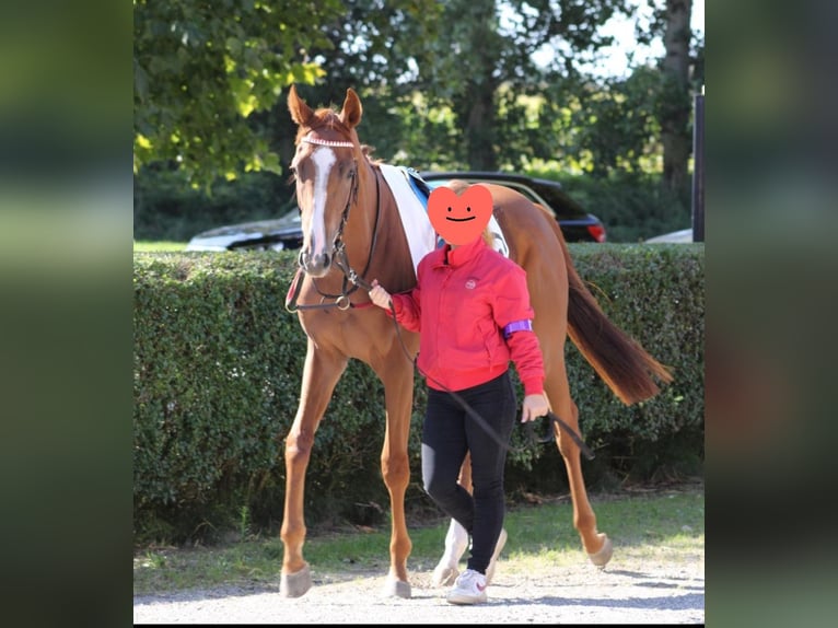 Englisches Vollblut Wallach 3 Jahre 167 cm Fuchs in Neuss