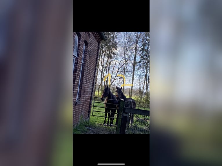 Englisches Vollblut Wallach 3 Jahre 169 cm Rotbrauner in Lastrup