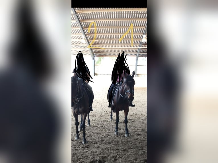 Englisches Vollblut Wallach 3 Jahre 169 cm Rotbrauner in Lastrup