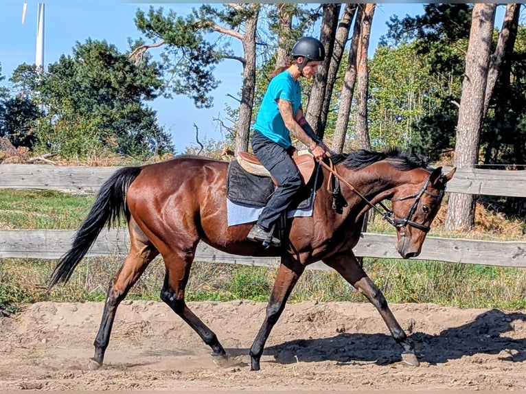 Englisches Vollblut Wallach 3 Jahre 170 cm Dunkelbrauner in M&#xF6;ser