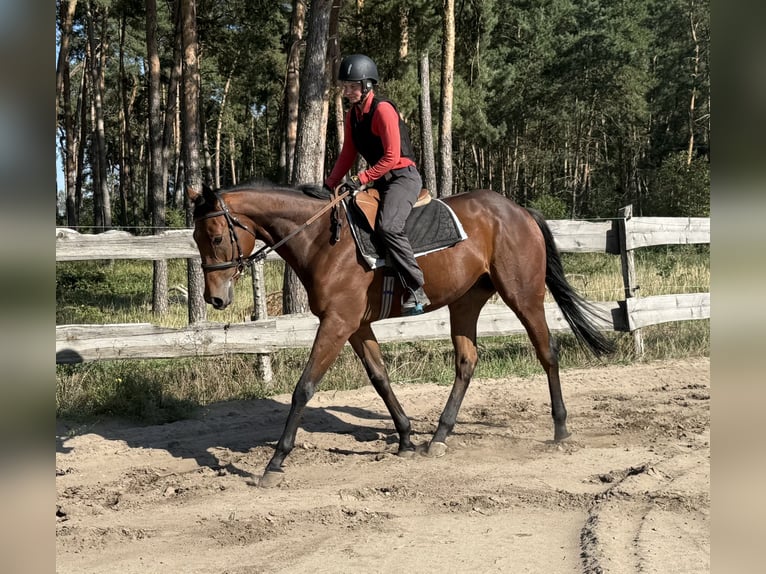 Englisches Vollblut Wallach 3 Jahre 170 cm Dunkelbrauner in M&#xF6;ser
