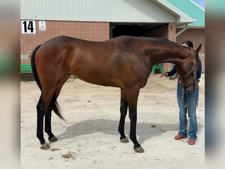 Englisches Vollblut Wallach 3 Jahre 173 cm Hellbrauner in Florida