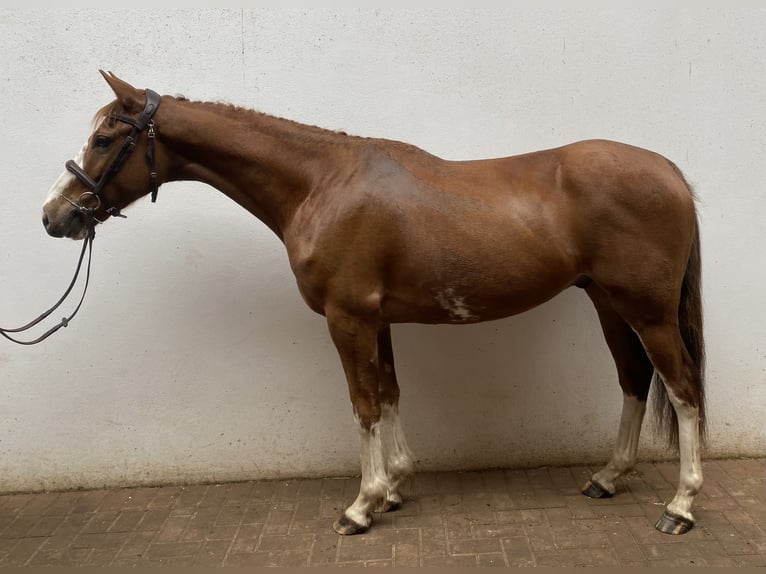 Englisches Vollblut Mix Wallach 4 Jahre 147 cm Dunkelfuchs in Chobham