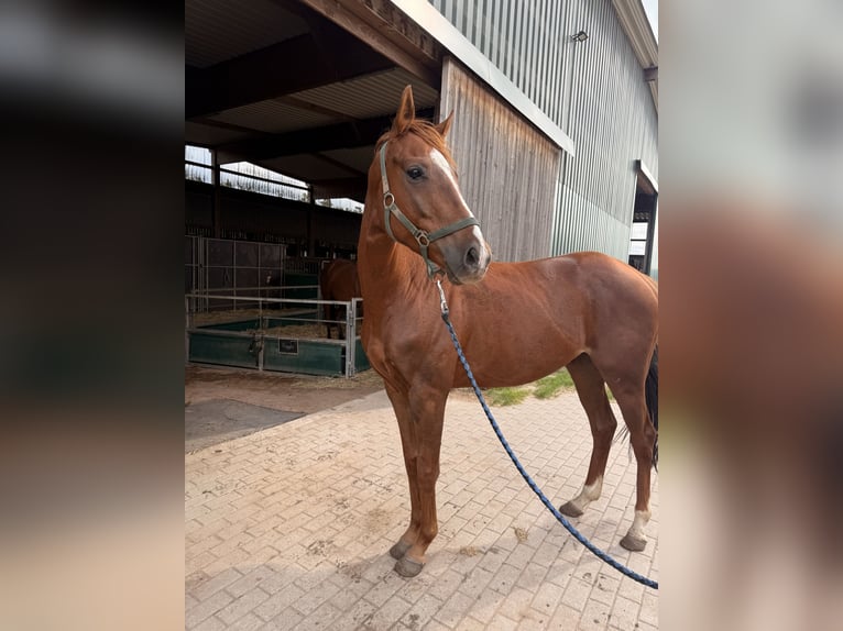 Englisches Vollblut Wallach 4 Jahre 158 cm Fuchs in M&#xF6;ser
