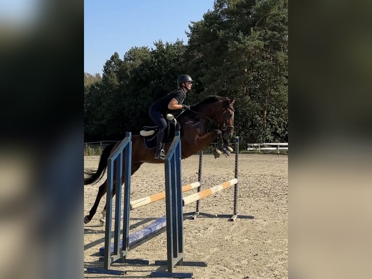 Englisches Vollblut Wallach 4 Jahre 158 cm Rotbrauner in Piaseczno