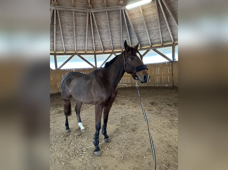 Englisches Vollblut Wallach 4 Jahre 158 cm Rotbrauner in Piaseczno