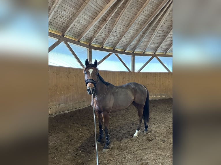 Englisches Vollblut Wallach 4 Jahre 158 cm Rotbrauner in Piaseczno