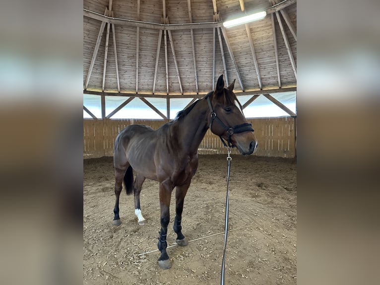 Englisches Vollblut Wallach 4 Jahre 158 cm Rotbrauner in Piaseczno