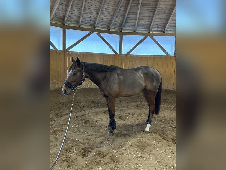 Englisches Vollblut Wallach 4 Jahre 158 cm Rotbrauner in Piaseczno